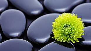 green Chrysanthemum flowers on black stones HD wallpaper