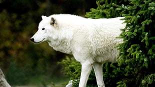 white wolf, wolf, animals HD wallpaper