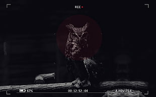 black owl screenshot, camera, owl, digital art, animals HD wallpaper