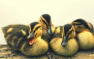 four brown-and-black ducklings HD wallpaper