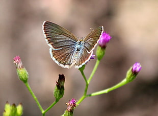 shallow photography of a butterfly on a flower, zizina otis, bali, lampa HD wallpaper