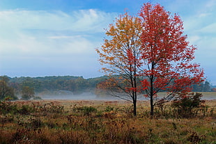 orange leafed tree during daytime HD wallpaper