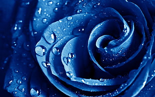close-up photo of blue clustered petaled flower HD wallpaper