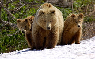 three brown bears, bears, animals, baby animals HD wallpaper