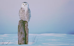 white owl, winter, owl, birds, animals HD wallpaper