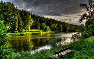 brown wooden bench, lake, forest, bench, nature HD wallpaper