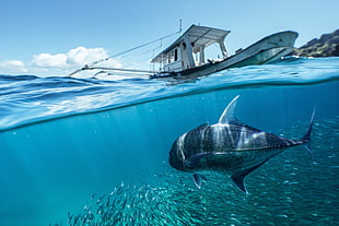 school of blue fish, fish, sea, underwater, boat