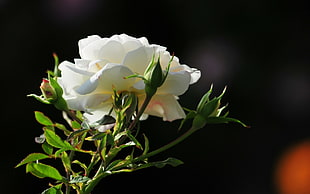 selective focus photography of a white flower in bloom HD wallpaper