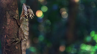 brown lizard, landscape, Ultra  HD