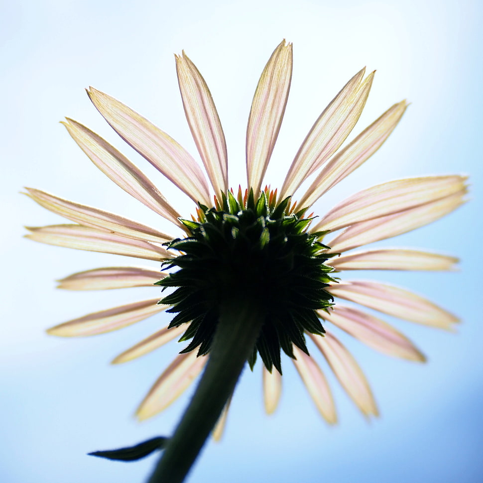 worm's eye view of pink flower, echinacea HD wallpaper