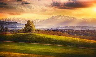 green tree in a hill of green grass during daylight digital wallpaper