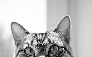 grayscale photo of tabby cat