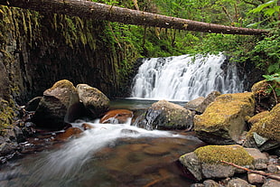 river in forest