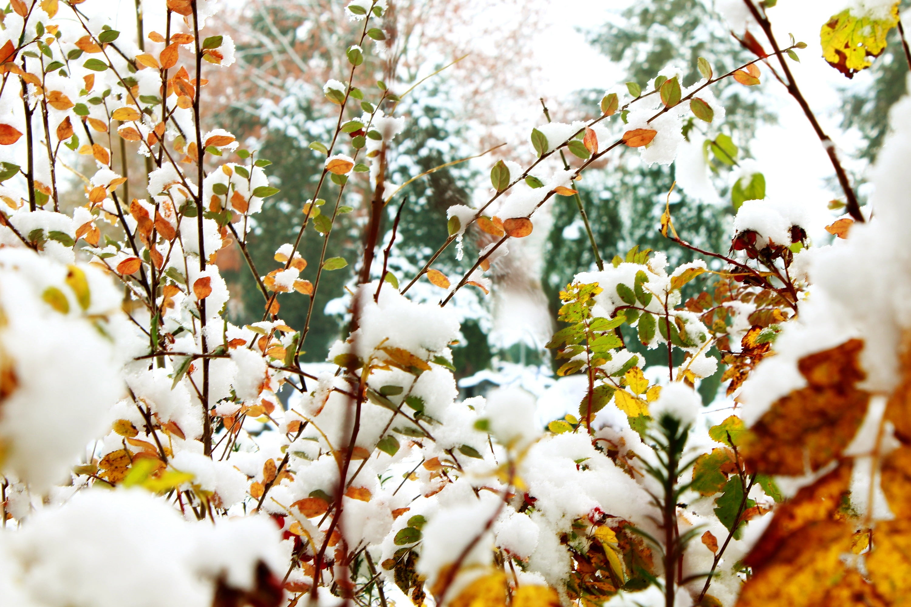 brown dry leaves, Foliage, Winter, Snow