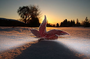 macro shot of red leaf on snowfield HD wallpaper