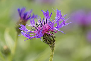 blue Thistle flower selective-focus photo, centaurea