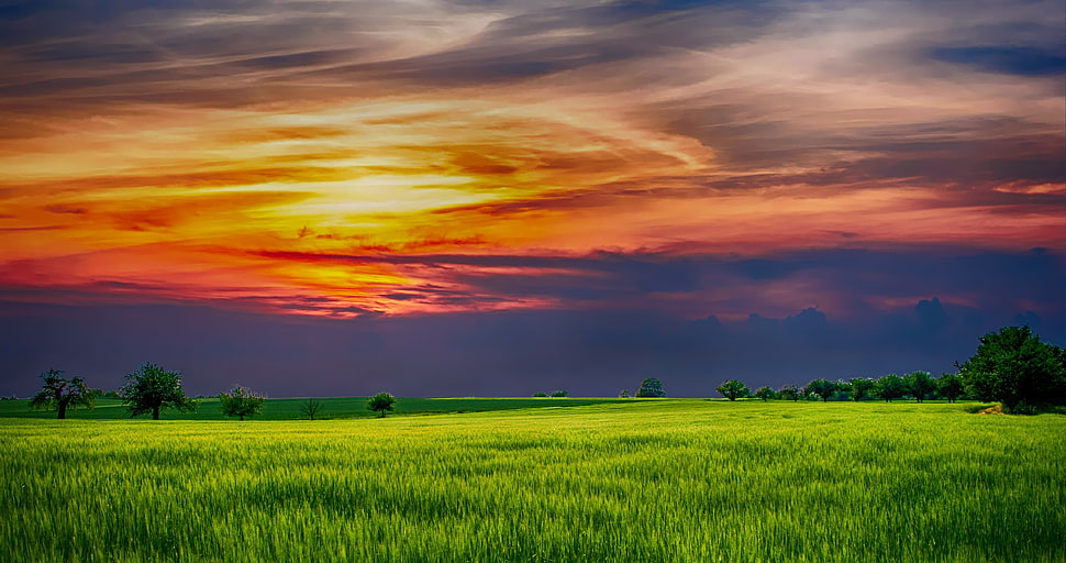 green grass field during sunset HD wallpaper