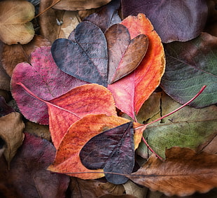 heart shaped leaves HD wallpaper