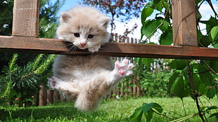 two white and brown kittens, baby animals, kittens, animals