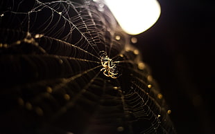gold-colored pendant necklace, spiderwebs, spider, depth of field, insect HD wallpaper