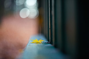 yellow Canabis leaf selective focus photo