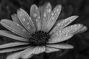grayscale photo of flower with water dew HD wallpaper