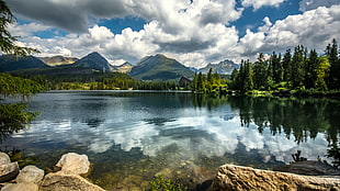 body of water with surrounded pine tree