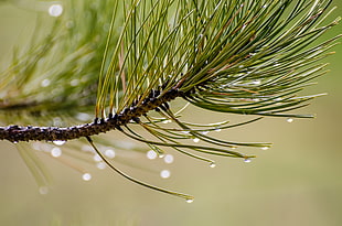 water drops in green leafs