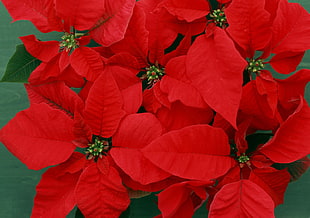 red Poinsettia flowers HD wallpaper