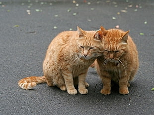 two orange tabby cats