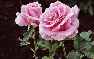 shallow focus photography of pink flowers