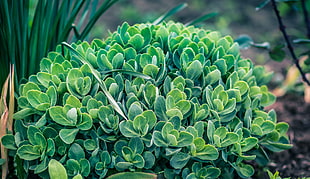 green succulent plant, Plant, Green, Leaves