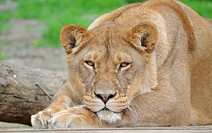 tilt shift lens photography of lioness