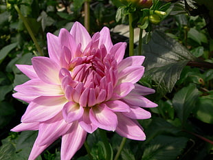 pink Dahlia flower in bloom at daytime