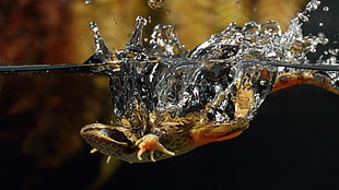 brown and black frog, nature, animals, wildlife, split view