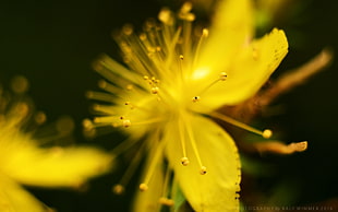 photography of yellow flower during day time, hypericum perforatum HD wallpaper