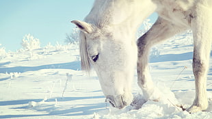 white horse on snow HD wallpaper