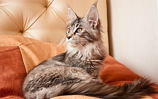 brown tabby cat lying on orange cushion HD wallpaper