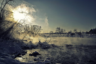 bare trees, nature, landscape, winter, snow