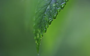 green leaf with water HD wallpaper