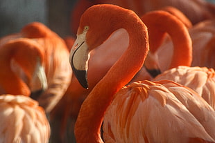 flock of flamingo