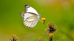 white and black butterfly on pollen HD wallpaper