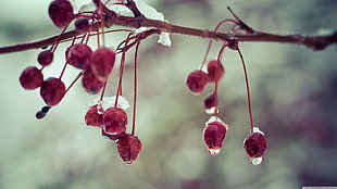 red berries, nature, plants, branch, ice HD wallpaper