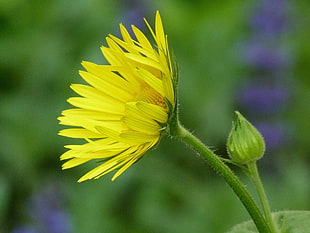 yellow flower with flower bud beside HD wallpaper