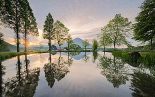 green leafed trees, landscape, nature, Japan, trees