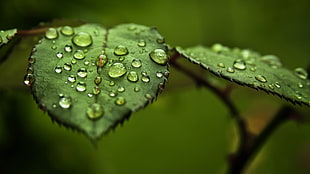 Rose leaf with dewdrops HD wallpaper