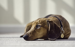 short-coated tan dog, dog, animals HD wallpaper