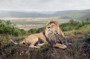 lion and cat, cat, lion HD wallpaper
