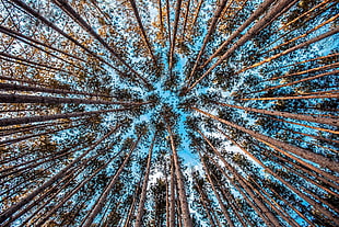 green leafed trees, nature, trees, sky, forest