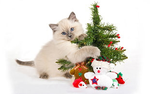 persian cat hugging a mini christmas tree HD wallpaper